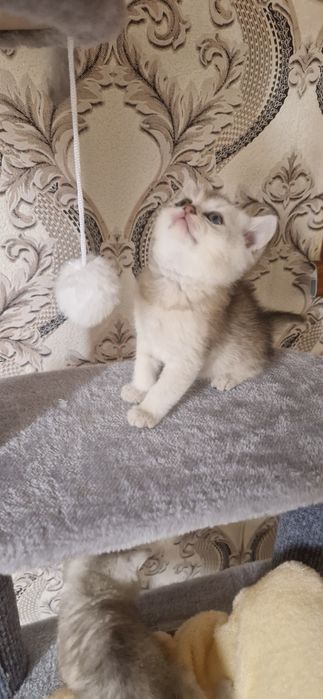 Mushuk scottish fold serebristaya shinshilla. Серебристая шиншилла кот