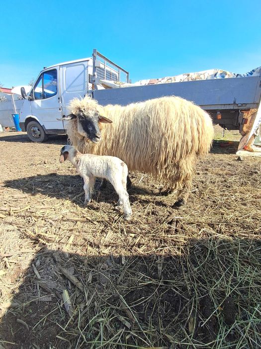 Oi crescute natural, grase si frumoase.