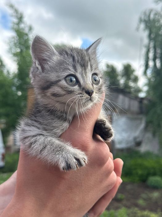 Котятки в добрые руки