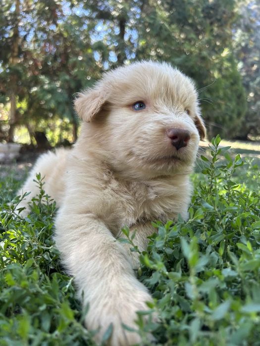 Donez cățeluși frumoși și jucăuși spre adopție