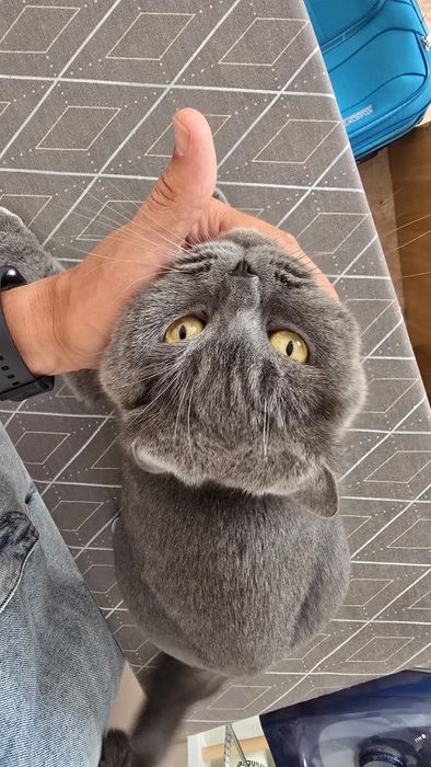 Британская кошечка (7 лет) в добрые и заботливые руки
