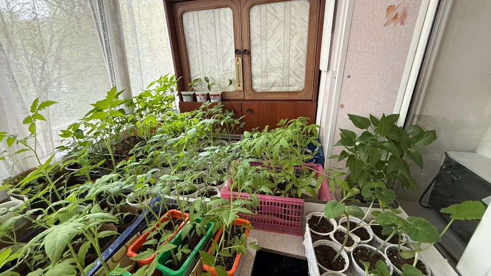 Продам рассаду перцы, помидоры