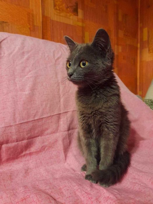 Котёнок-девочка, 2,5 месяца