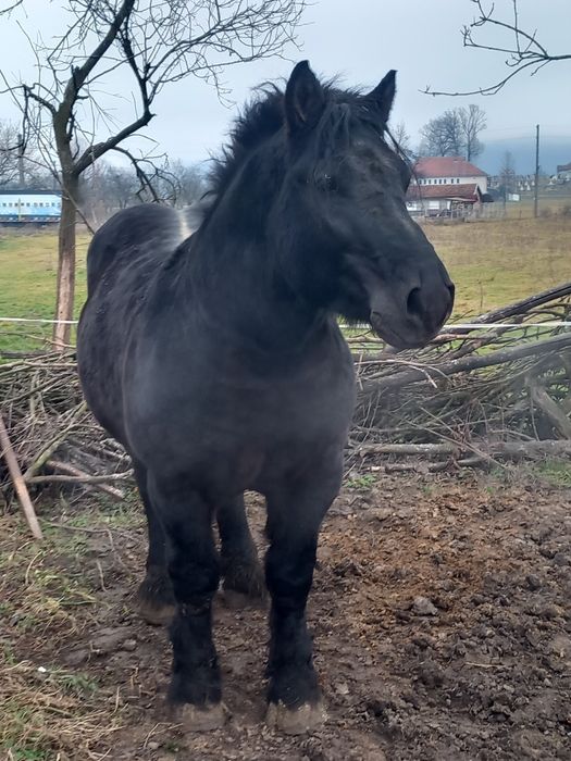 Vând armăsar negru polonez sau schimb