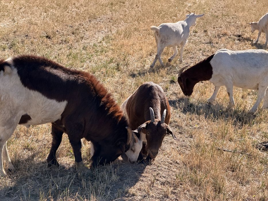 Capre boer si sannen