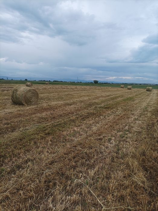 Продавам малки сено и ролки 20евро