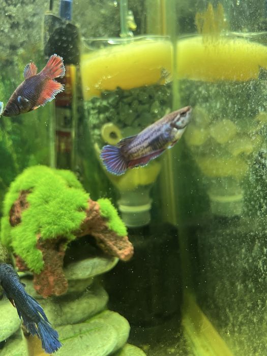 Петушки: самки и самцы молодые