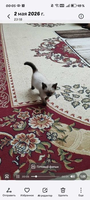 Котенок сиамский