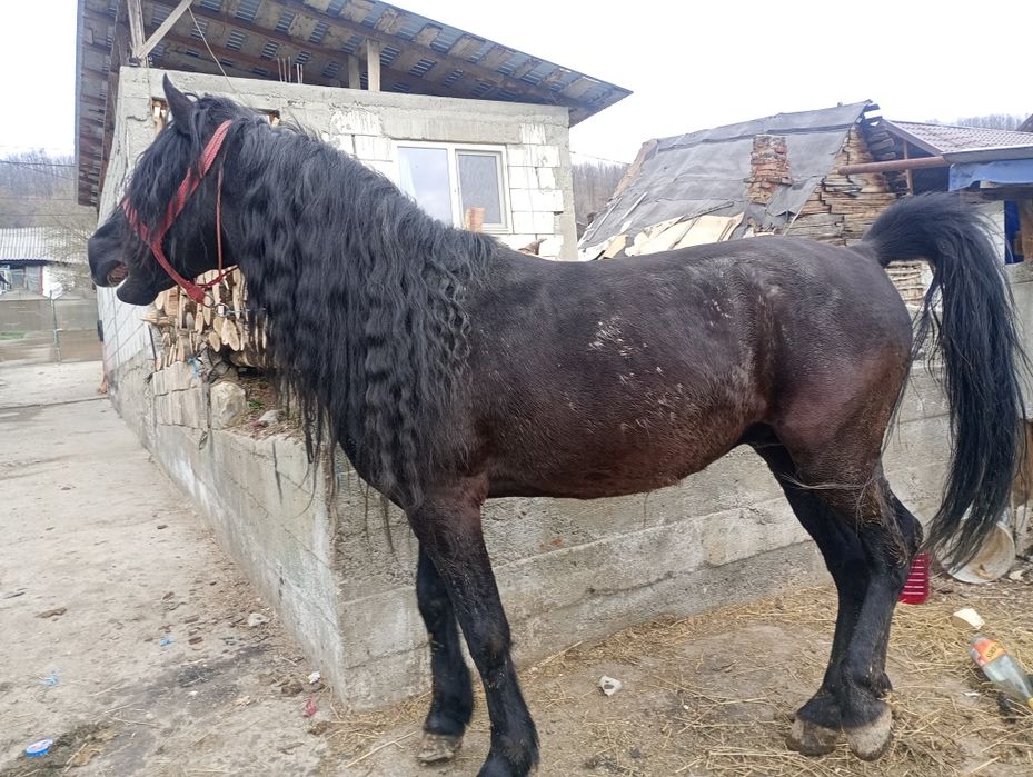 Se vinde armăsar de 7 ani cuminte