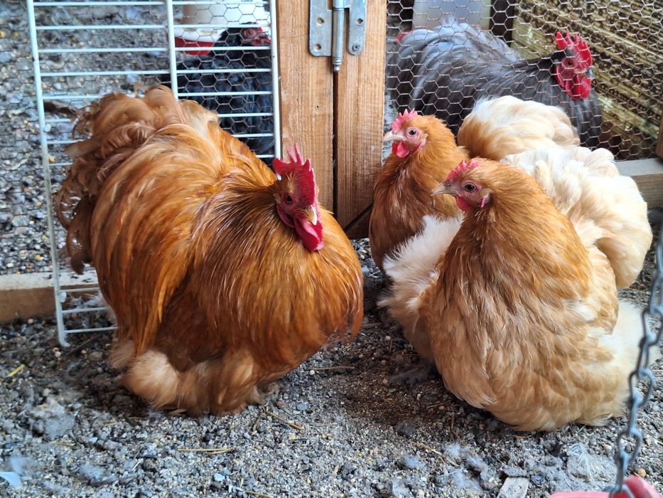 Cochinchina pitic ouă de incubat