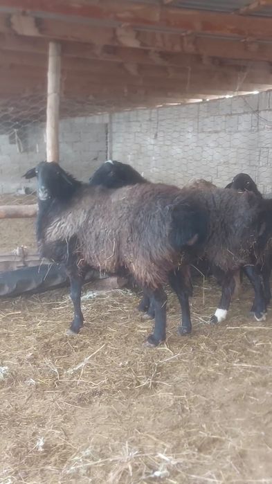 Кошкар Кисары порода