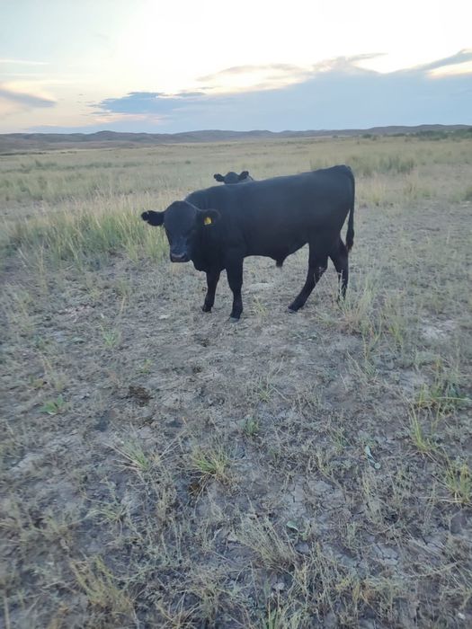 Ангус Бык-Производитель