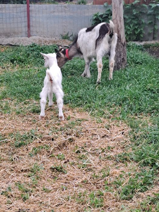 Capra buna cu ied