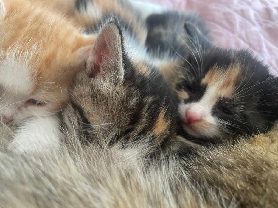 Отдам котят в хорошие руки