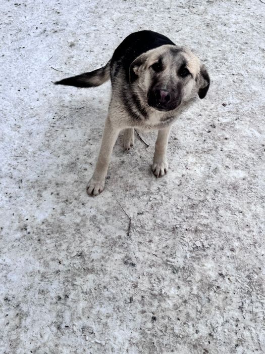 Отдам щенят в добрые руки