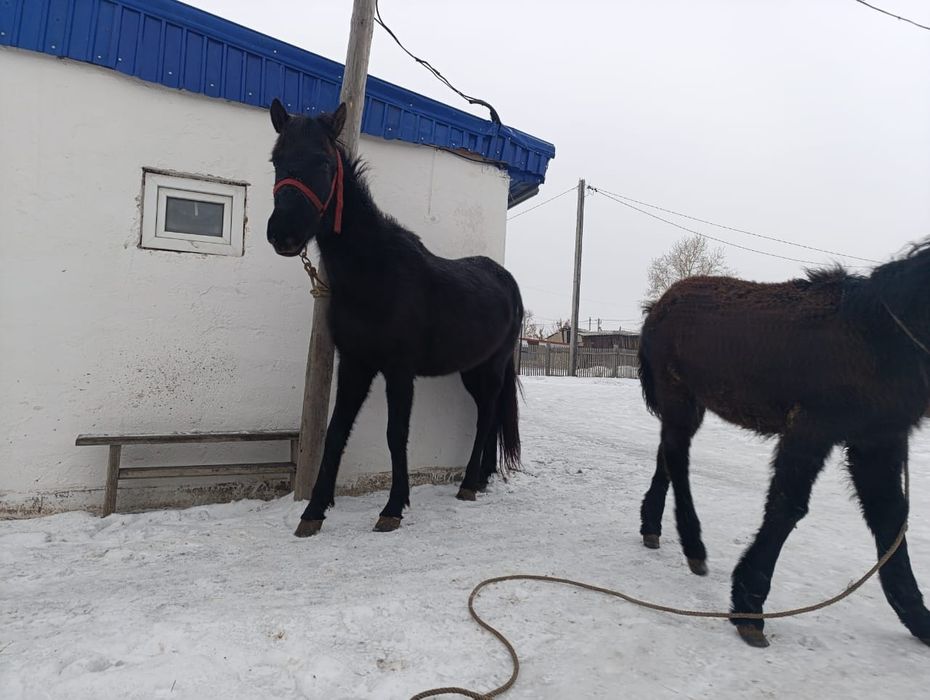 Продам кобылу с жеребенком
