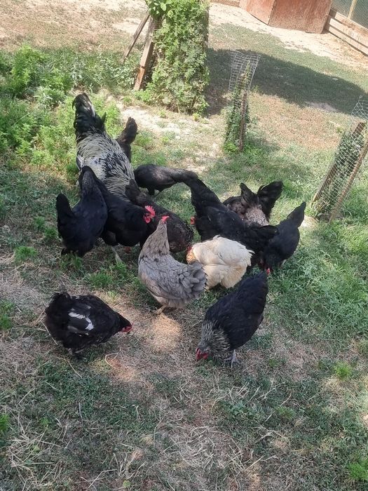 Tovula va xoroz sotiladi