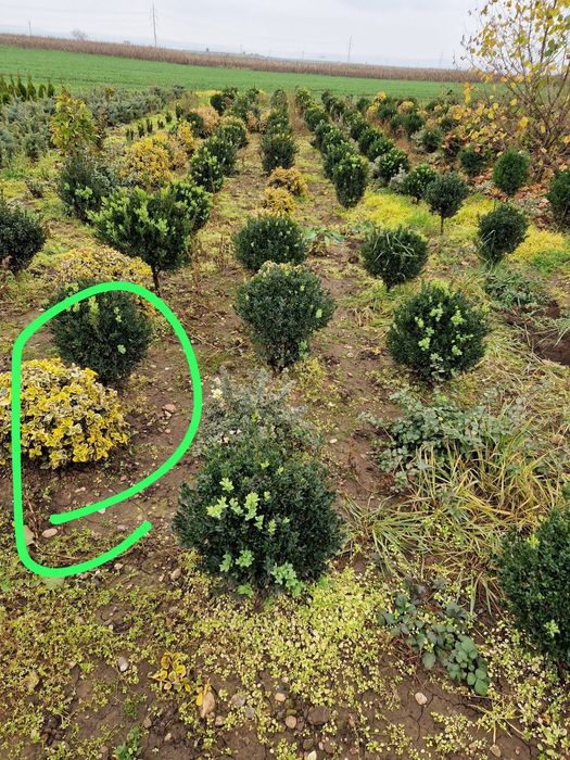 Ewonimus (plante ornamentale)