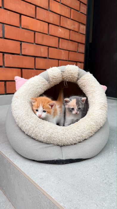В добрые руки котята