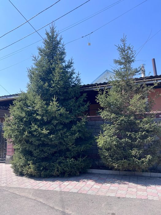 Срочно продам елки ‼️