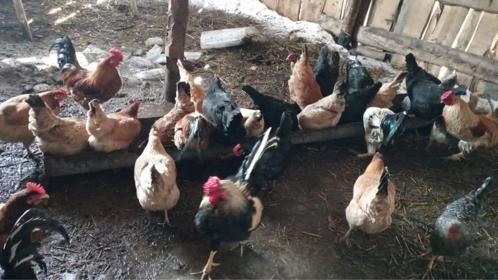 Продам срочно  кур несушки