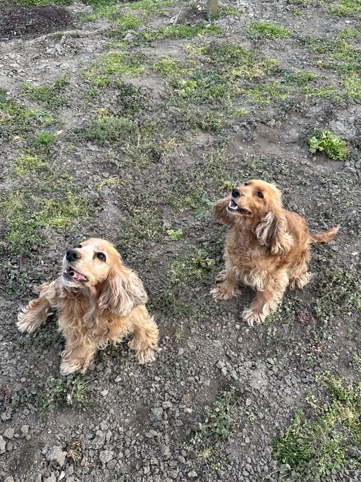 Мъжки и женски кокер шпаньол