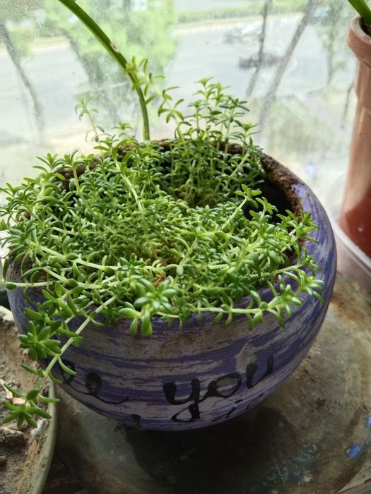 Комнатные растения