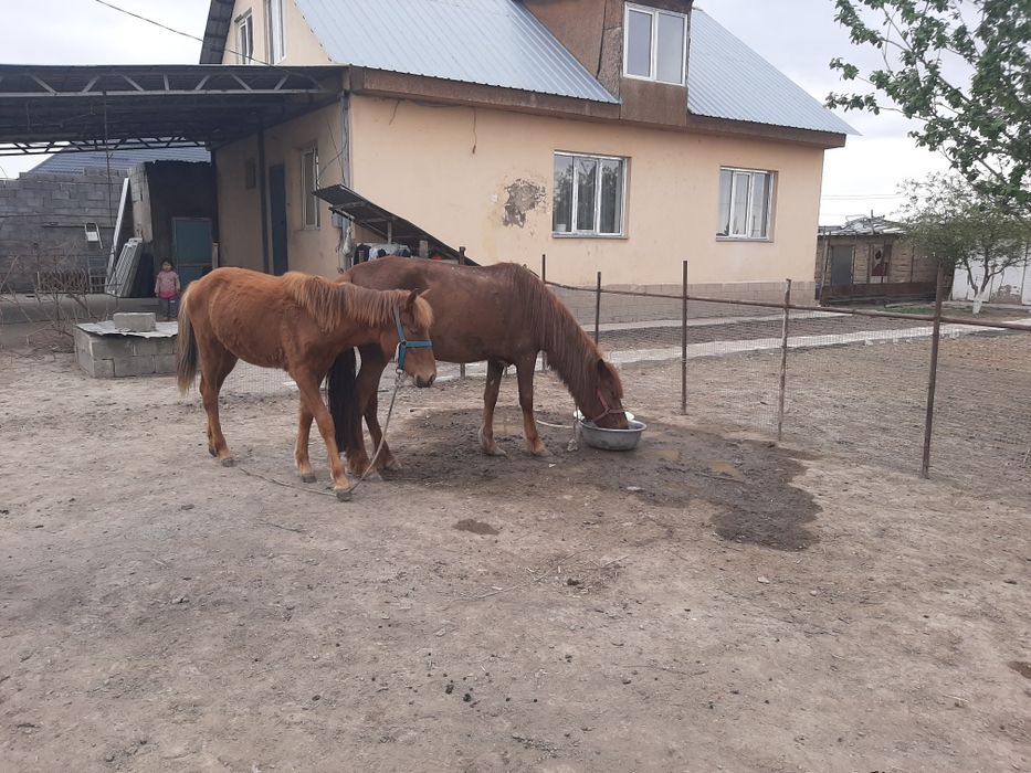 Кенже буаз Бие құлыны мен сатамын