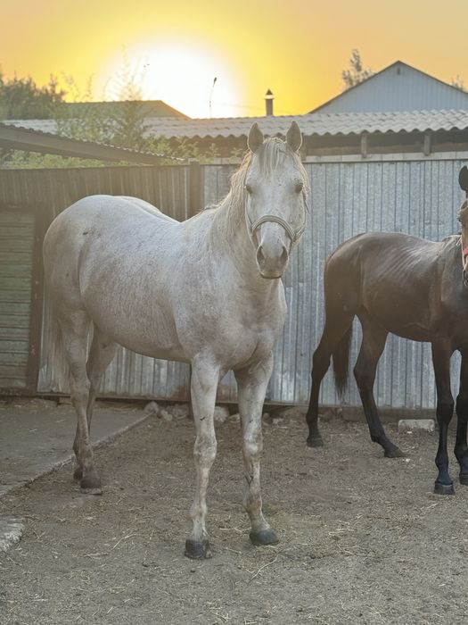 Чистокровного жеребца!