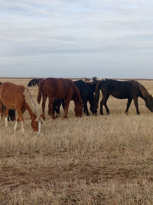 Ставрополь, барлық жезөкшелер, фотолар