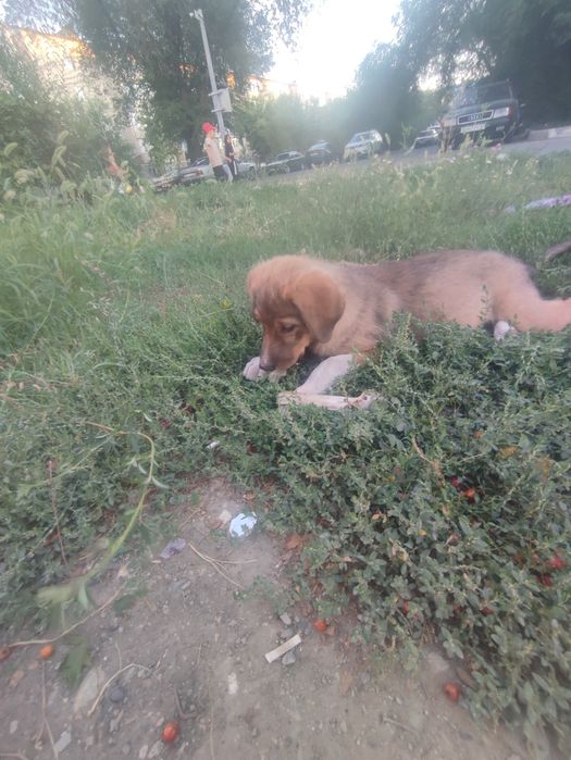 Собака милая отдадим в добрые руки