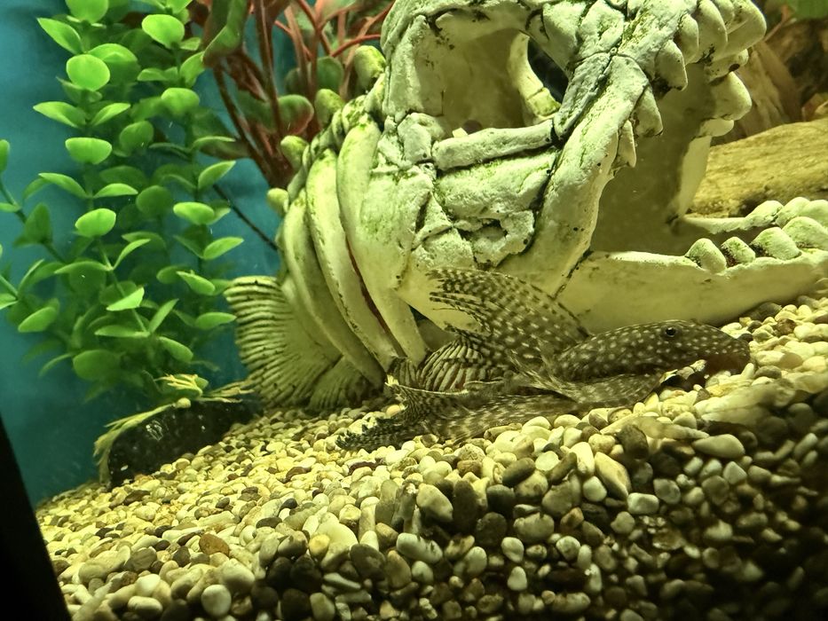 Продам аквариум с рыбками