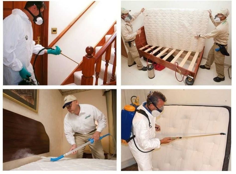 Дезинфекция ,уничтожение клопов