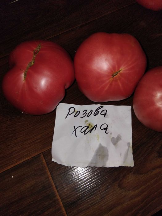Продавам семена за домати