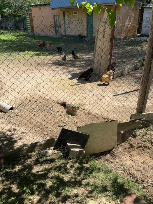 Продам Курицы домашние куры
