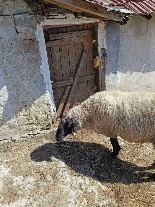 Продавам ОВЕН за разплод, от Селекционет център!