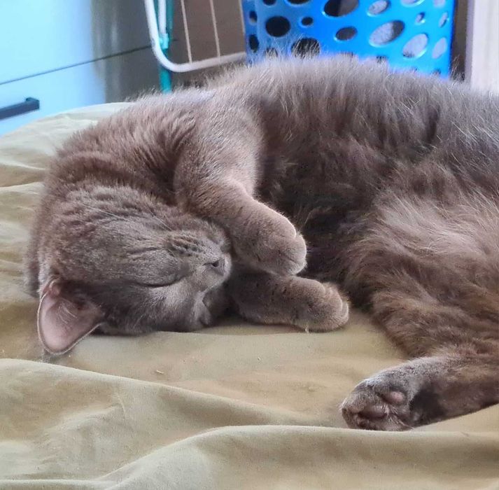 Отдам кота бесплатно