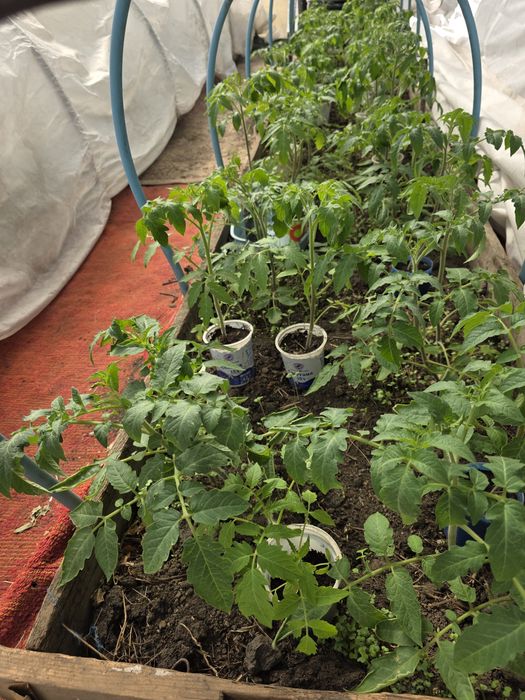 Продам рассаду помидор,перцев