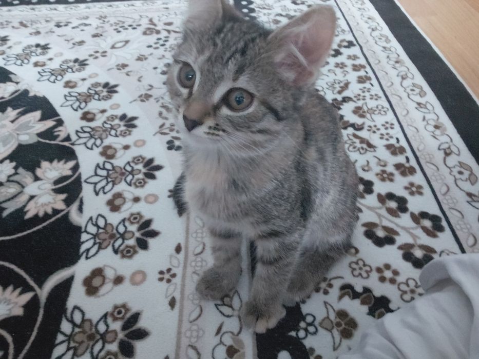Отдам в добрые руки кошечку девочка