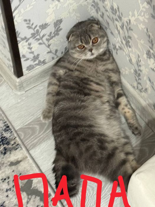 Котята шотландские веслоухие