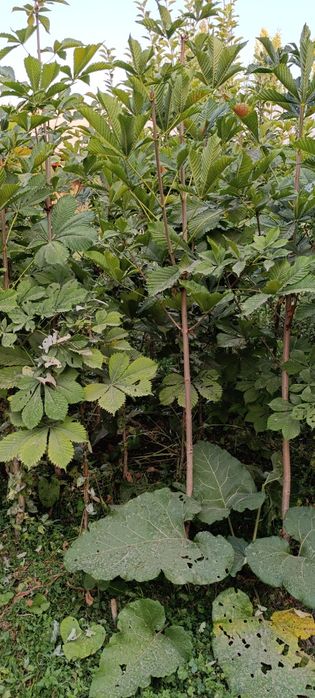 Manzarali kashtan koʻchatlar