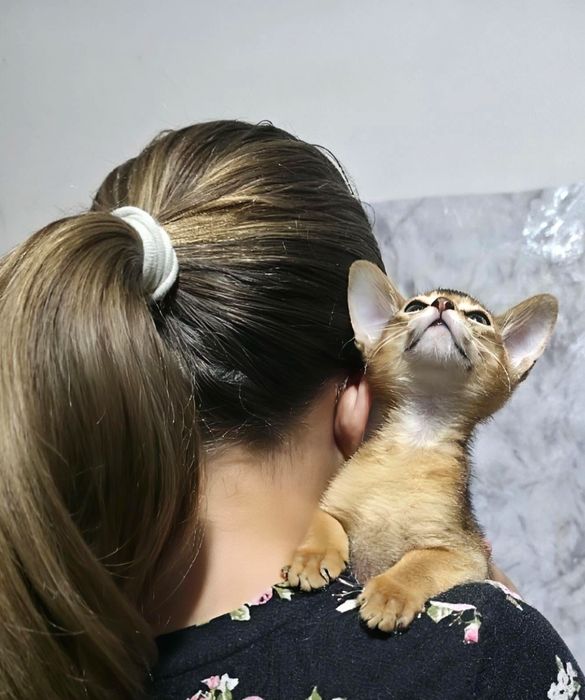 Абиссинские котята