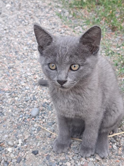 Отдам в добрые руки котят