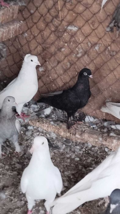 продам голубей пароды Жуки