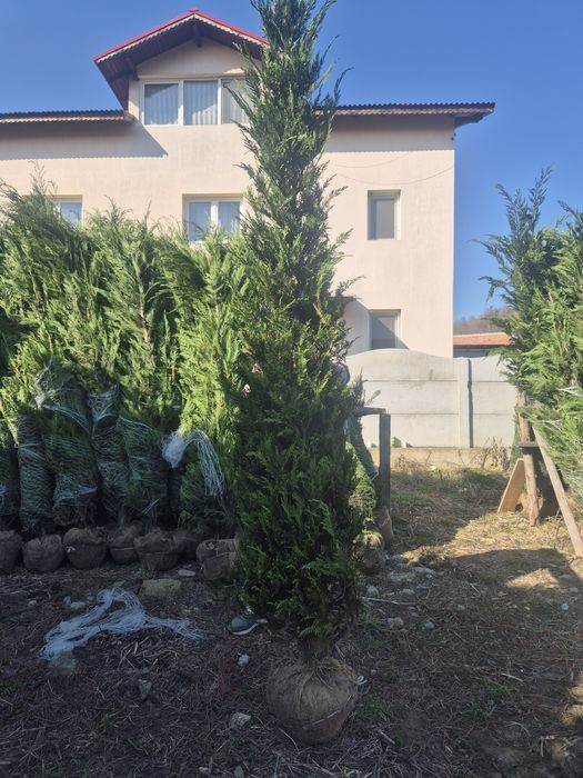 Leylandy cupressocyparis (tuia leylandii)
La o calitate superioara pre