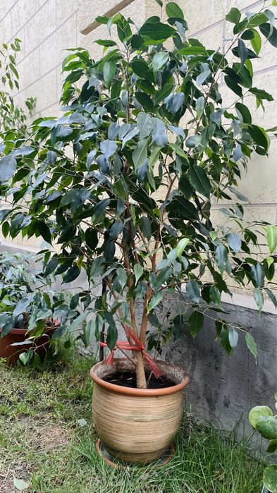 Комнатные растения