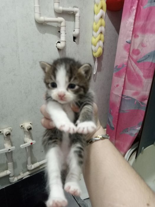 мушукчалар 1 ярим ойлик хадияга берилади сергили янги хаёт район