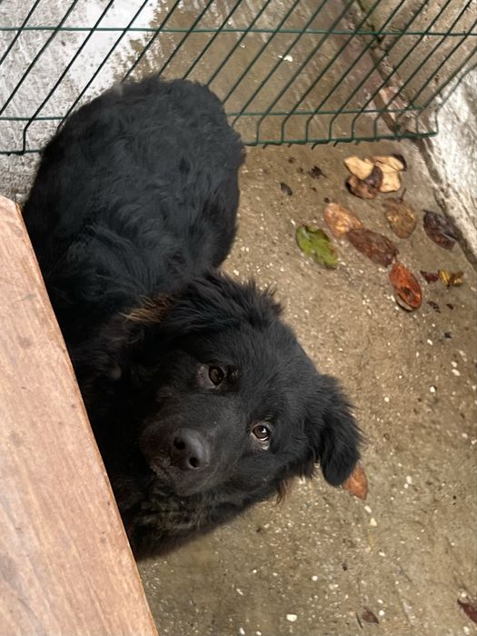 Donez câine talie mare