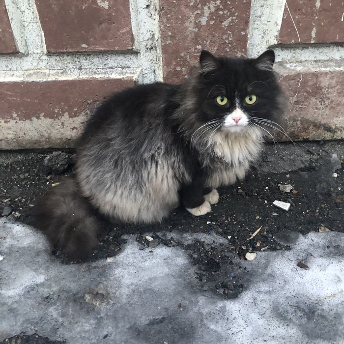 Животные. Кошки.