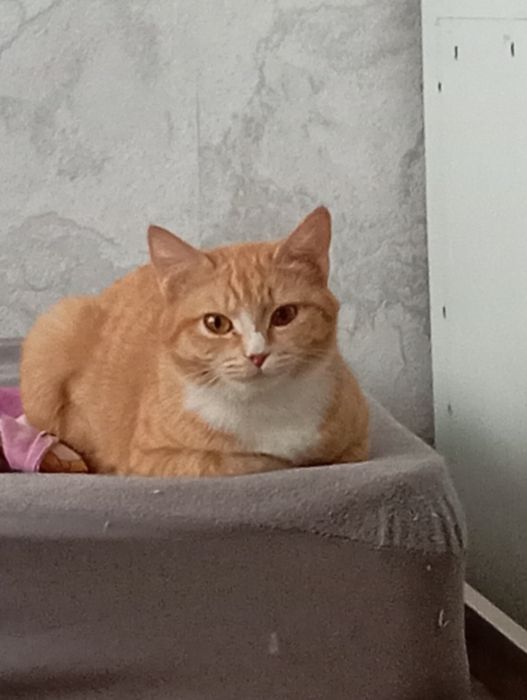 Продаем котят, уличных